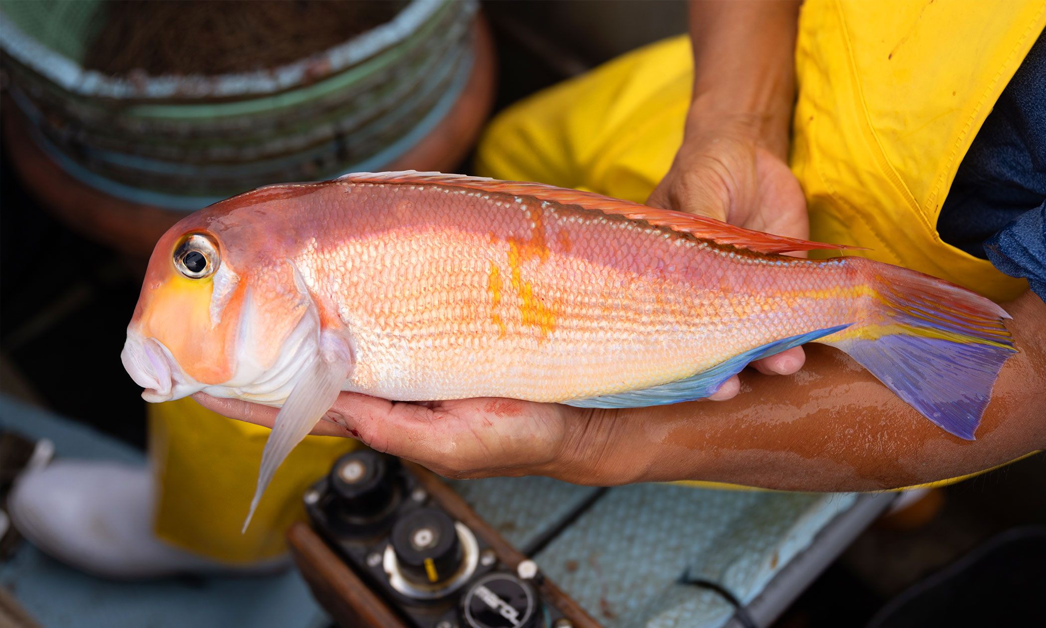 若狭ぐじの写真