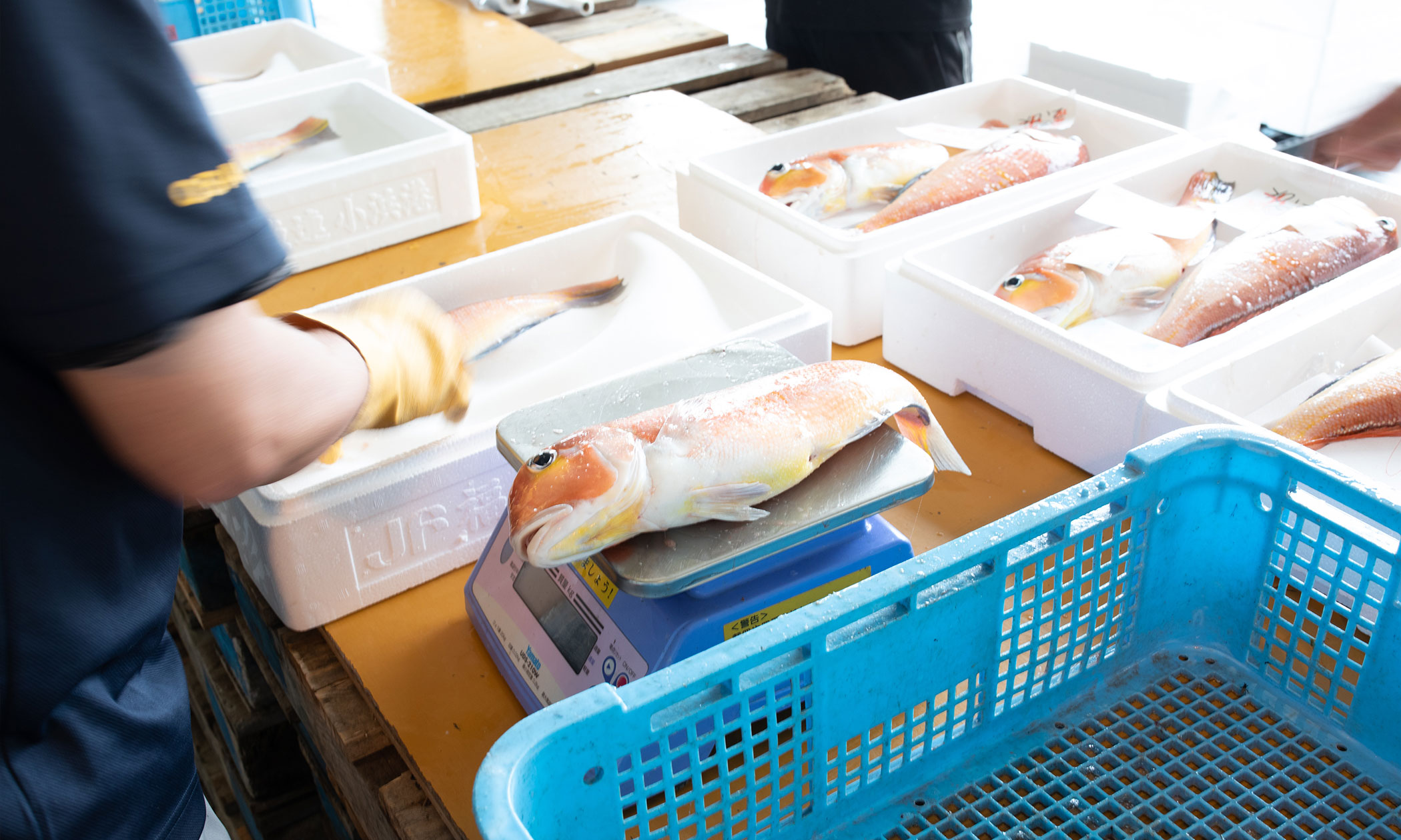 若狭ぐじの写真