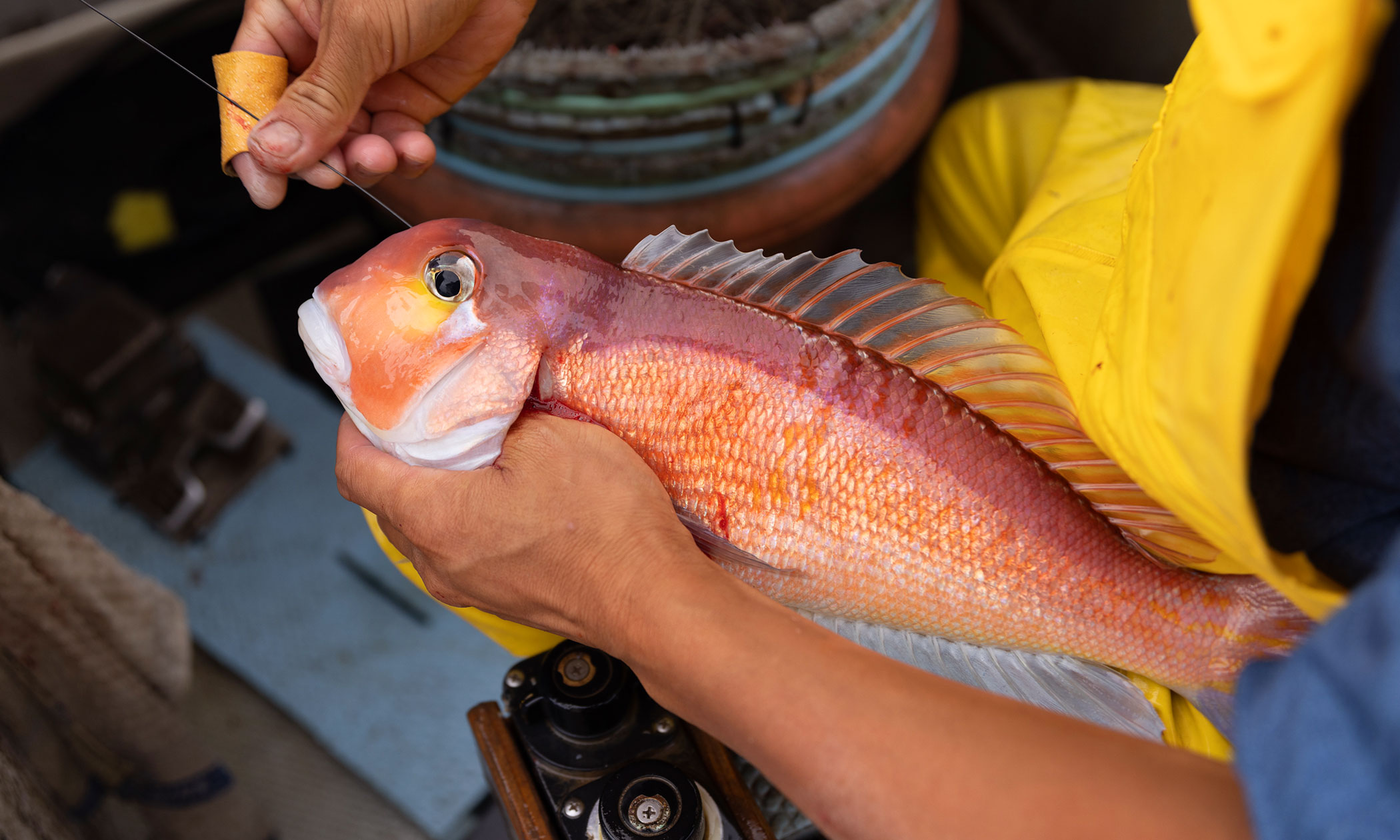 若狭ぐじの写真
