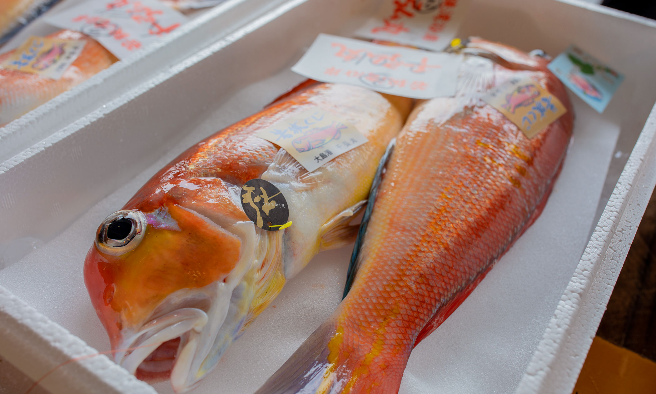 若狭ぐじの写真