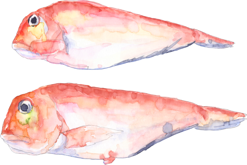 若狭ぐじのイラスト