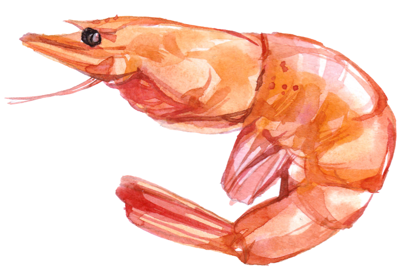 甘えびのイラスト