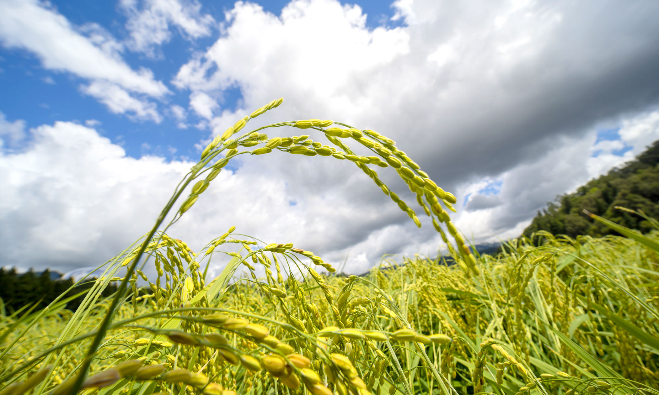 さかほまれ地酒の写真