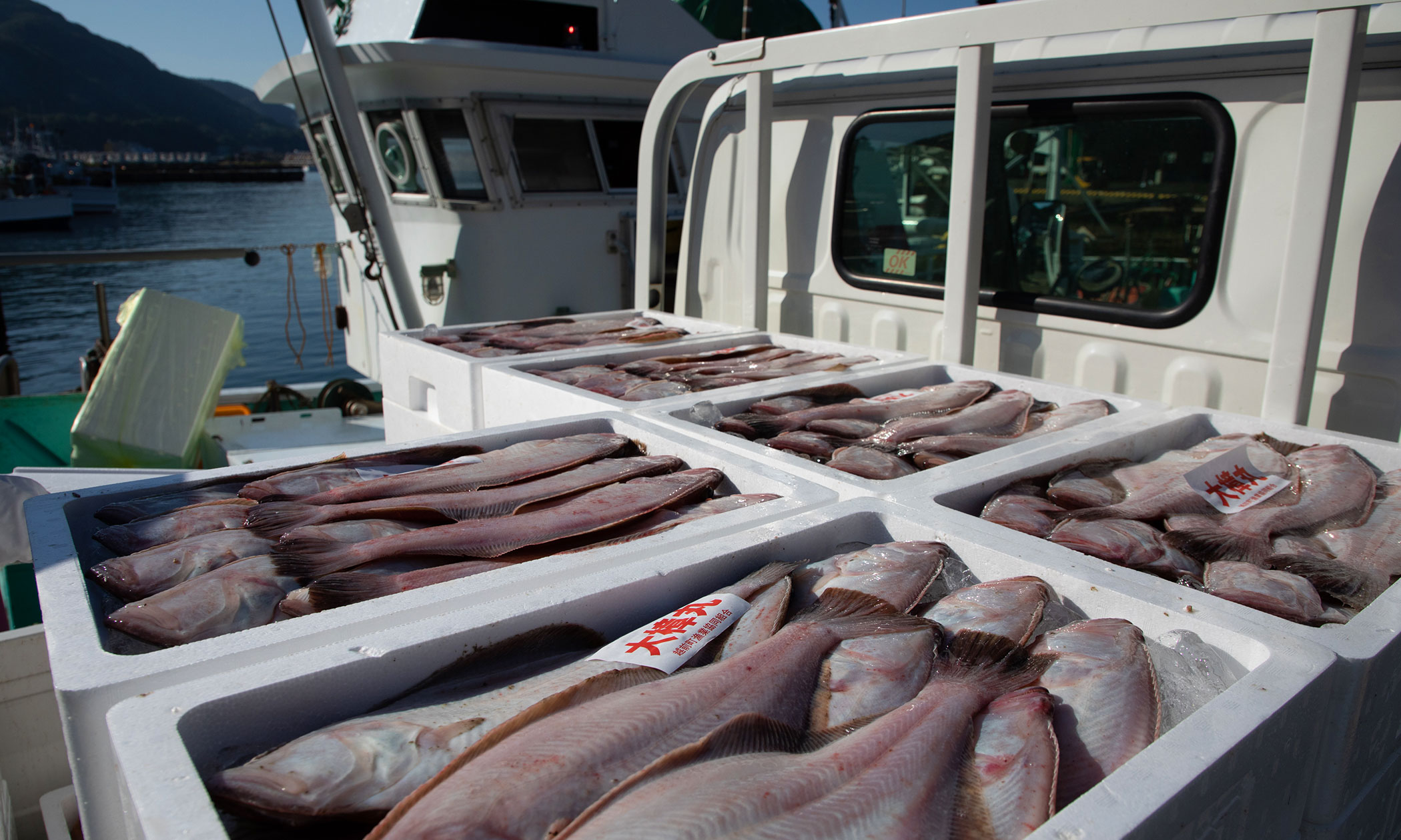 越前がれいの写真