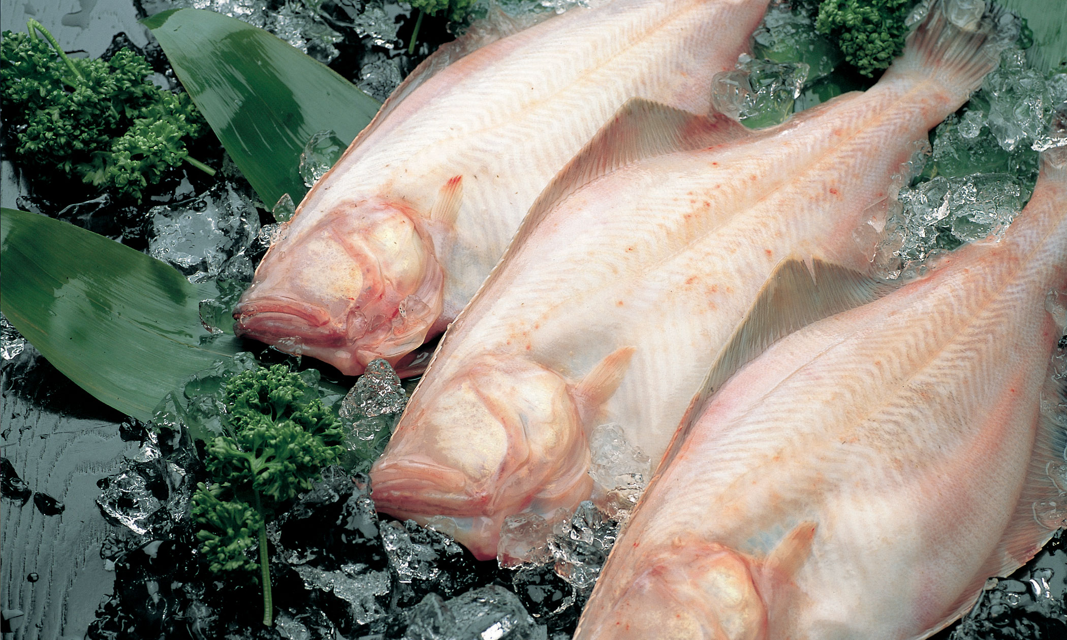 越前がれいの写真