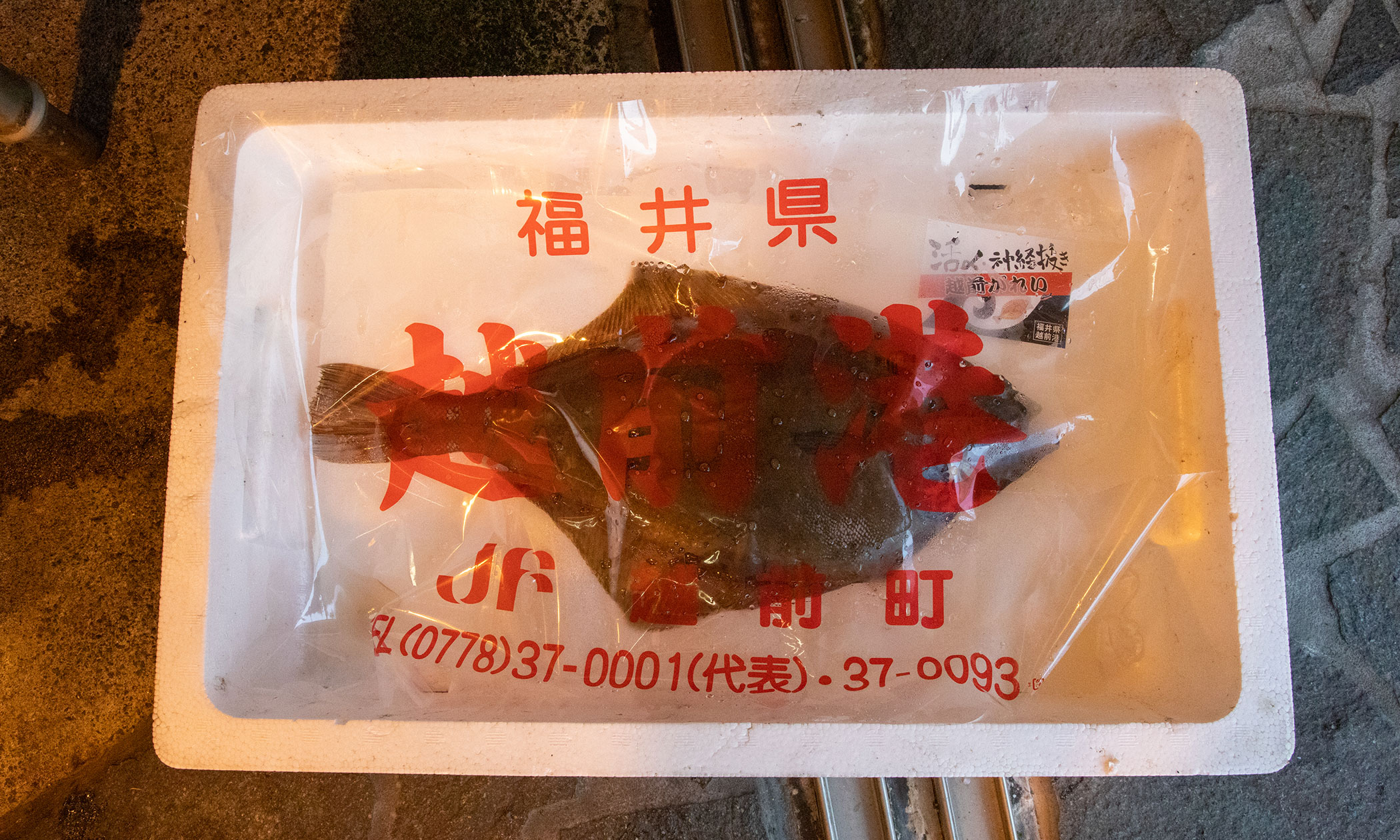 越前がれいの写真