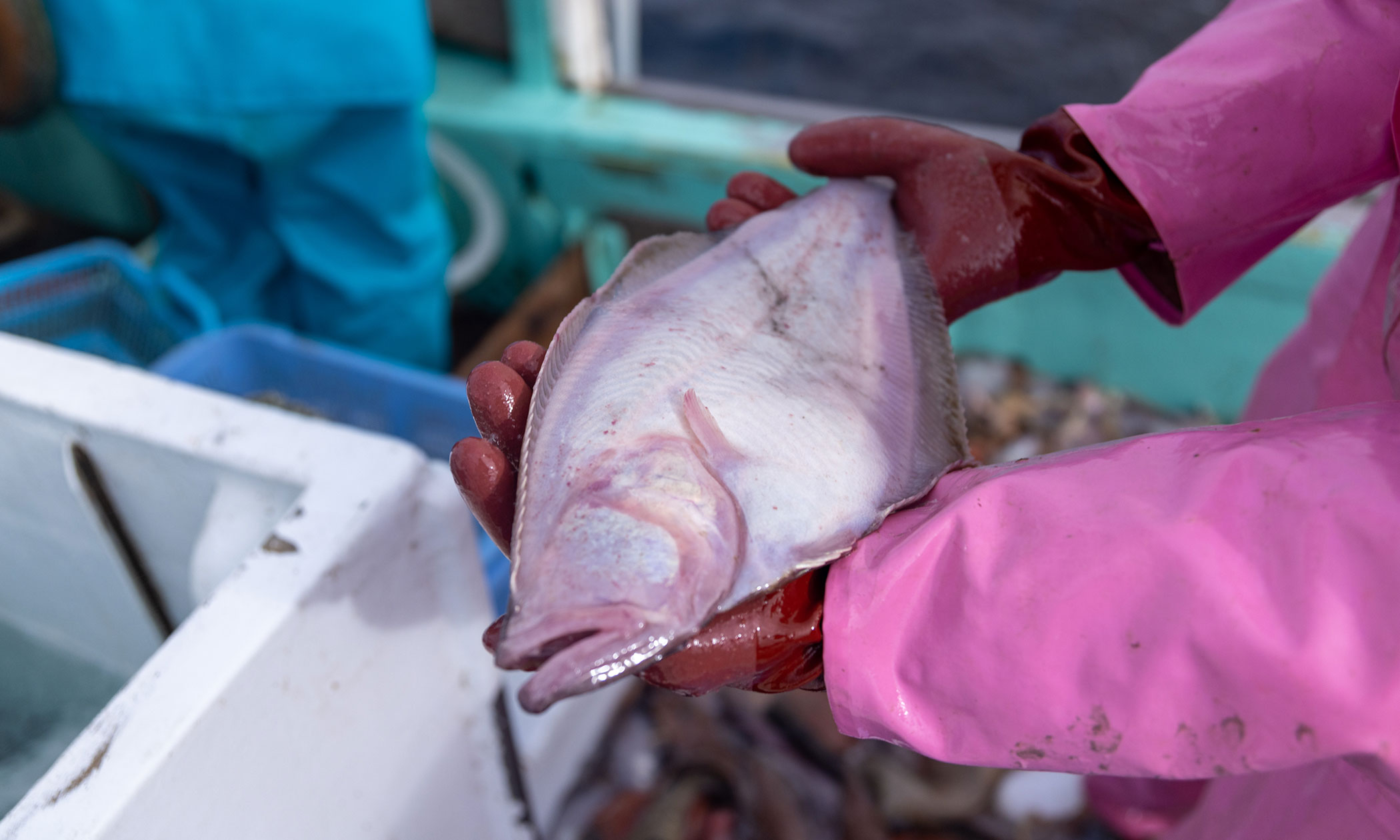 越前がれいの写真