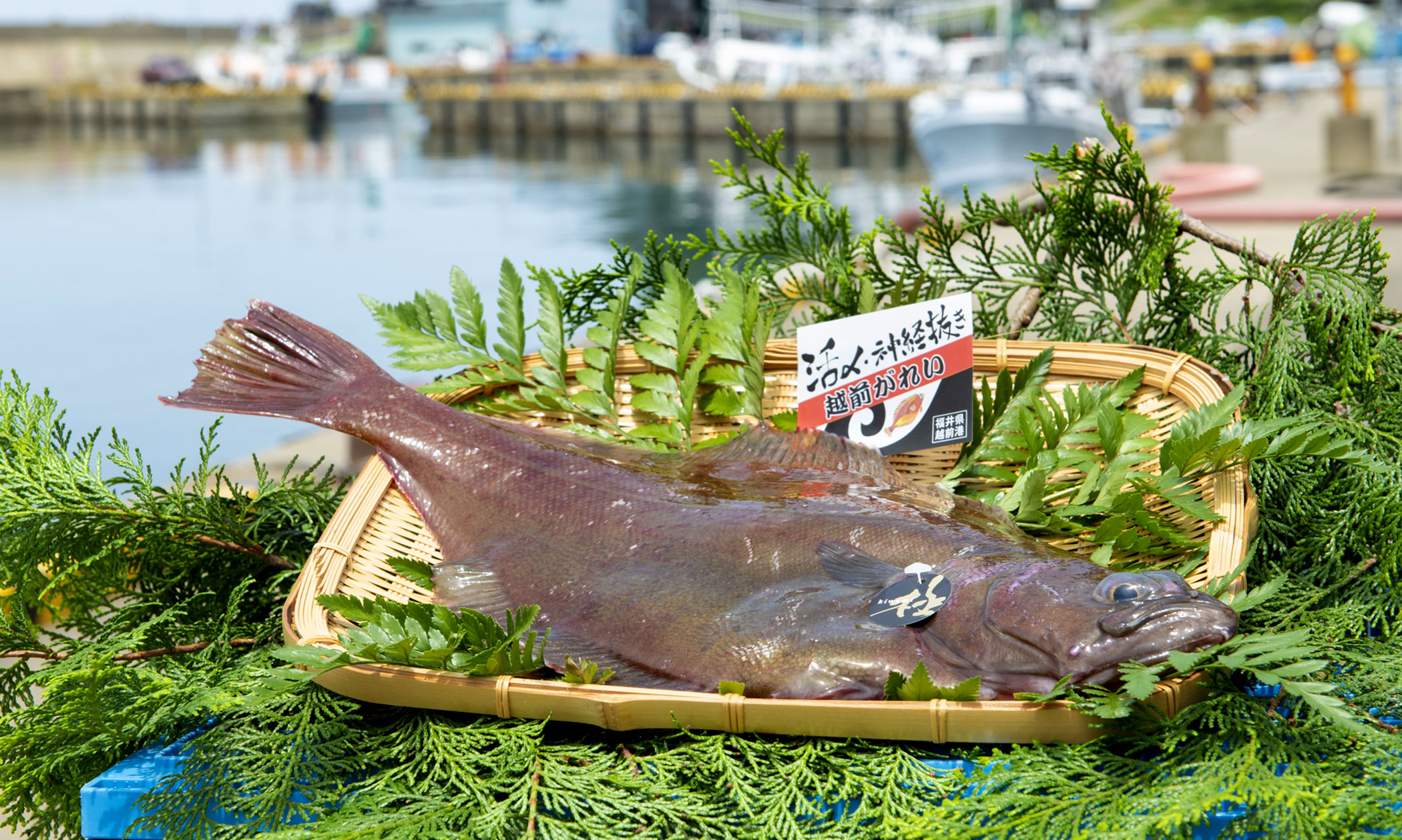 越前がれいの写真