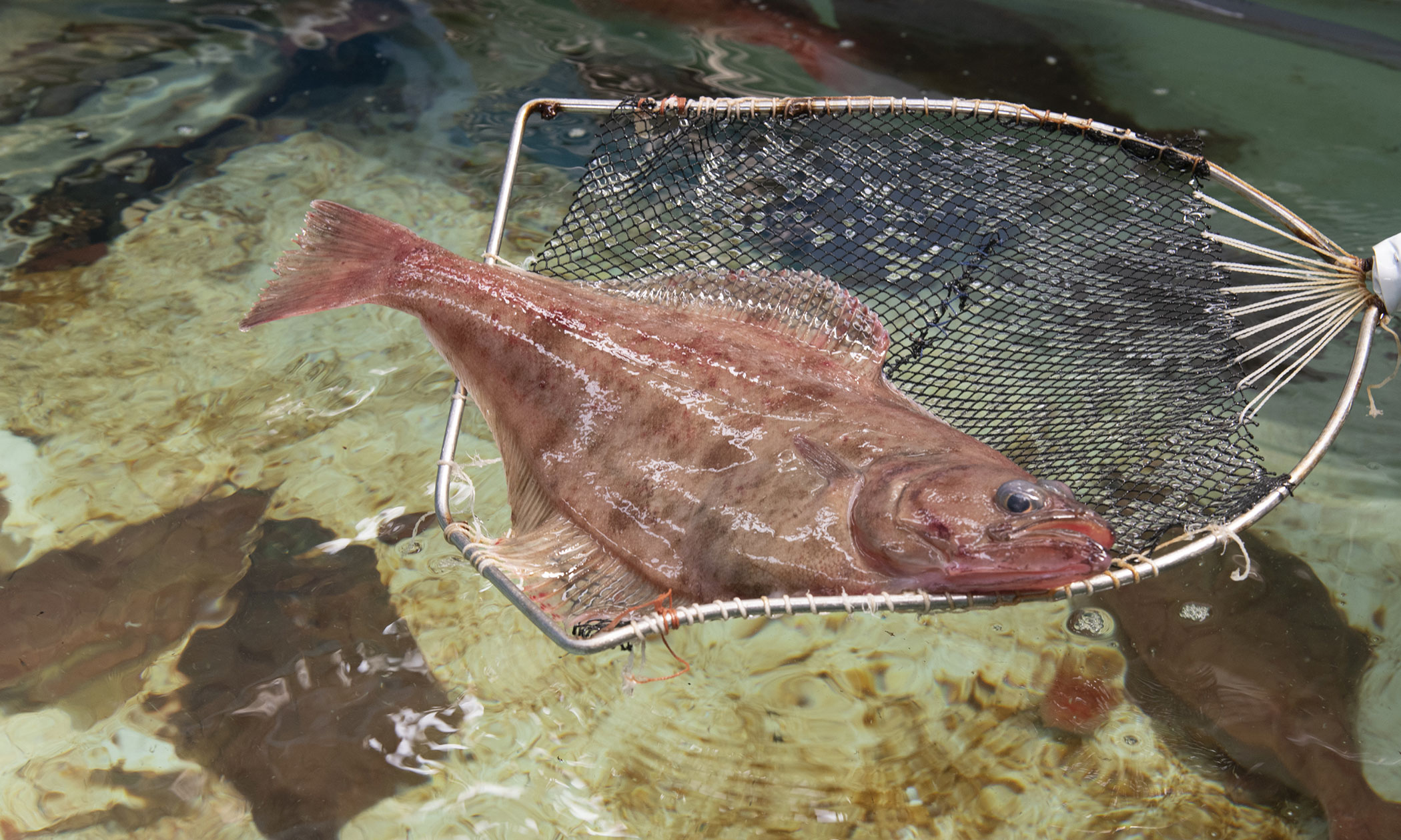 越前がれいの写真