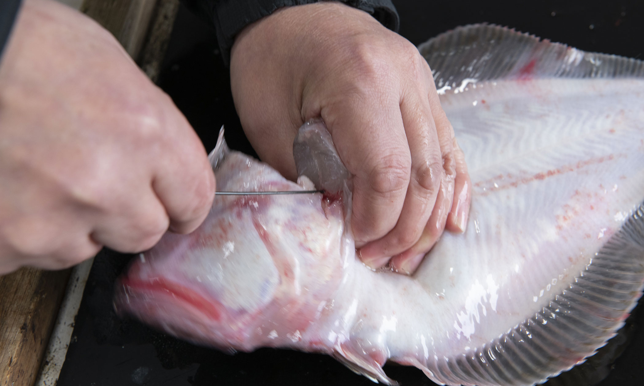 越前がれいの写真