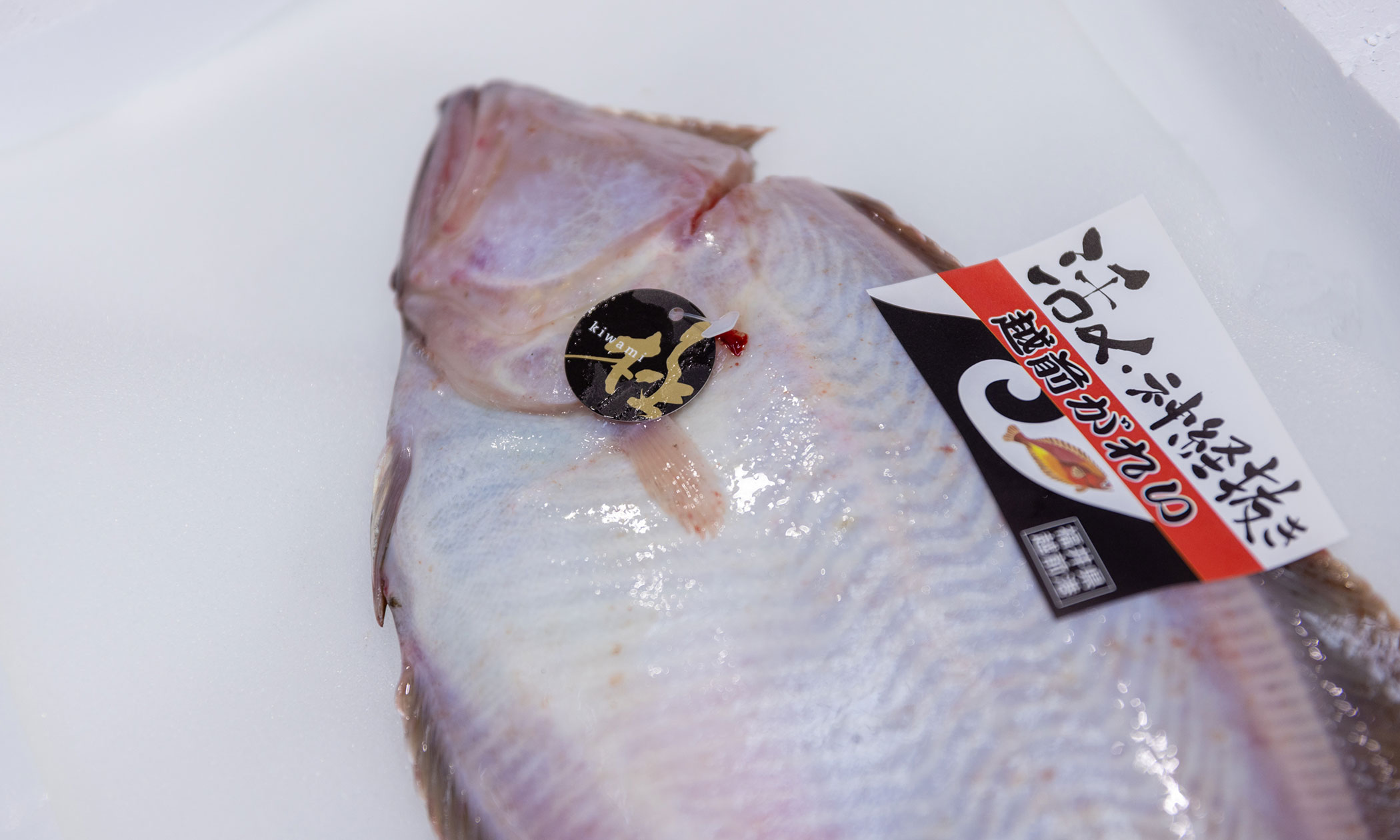 越前がれいの写真