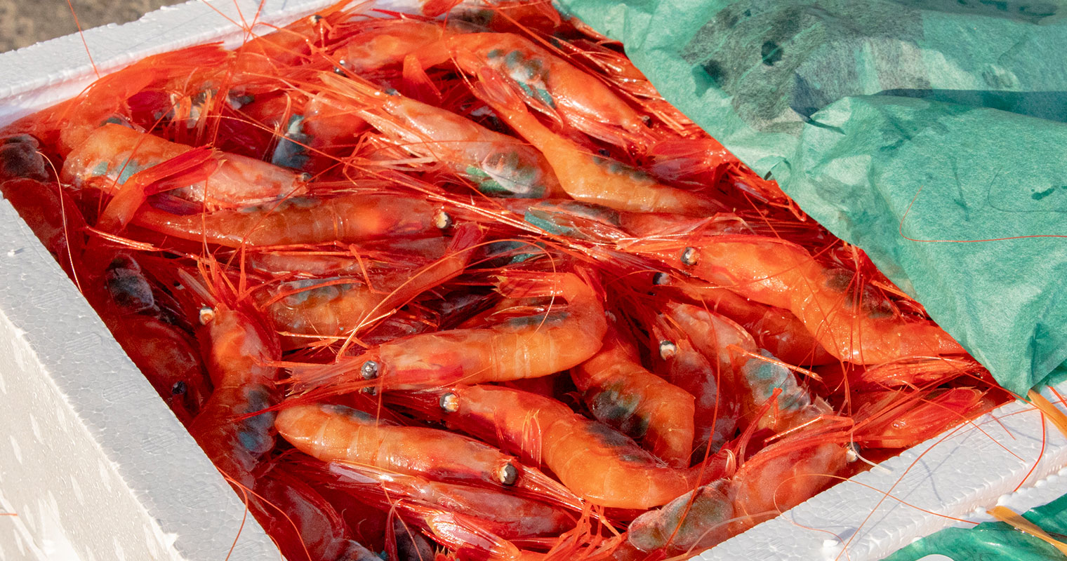 動画のサムネール